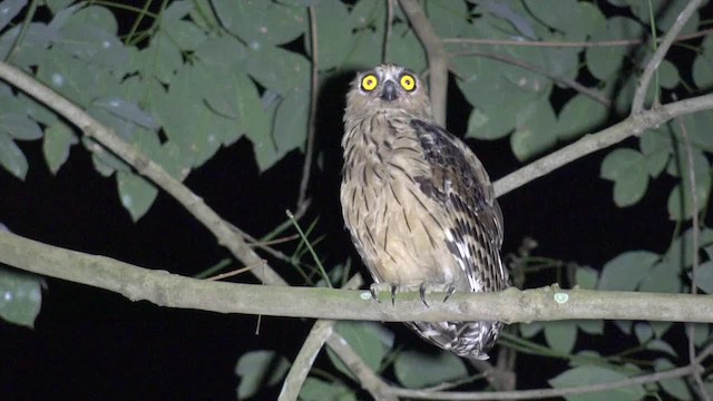 Buffy Fish-Owl - ML201673511