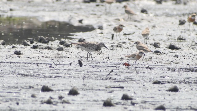 Great Knot - ML201673531