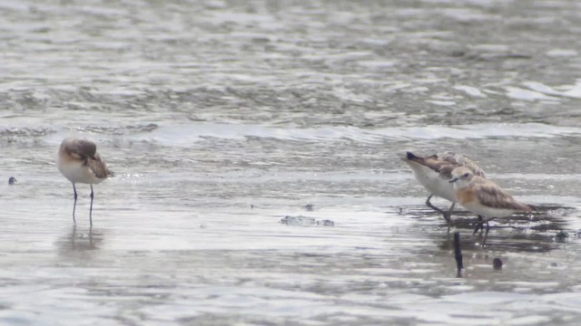 Great Knot - ML201673551