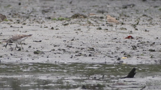 Great Knot - ML201673591