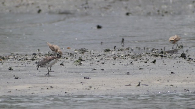 Great Knot - ML201673601