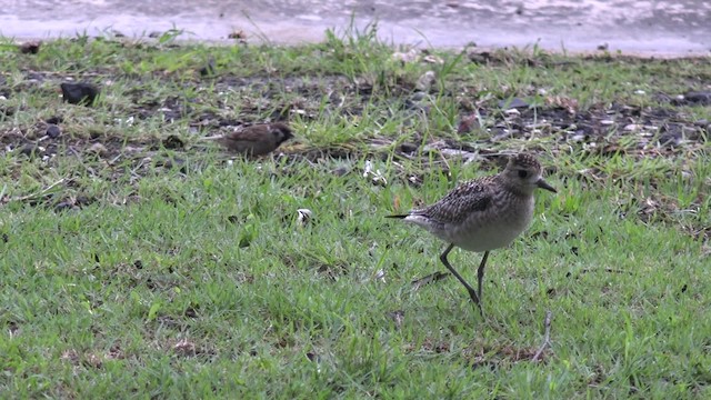 スズメ - ML201673771