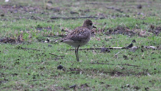 Pacific Golden-Plover - ML201673781