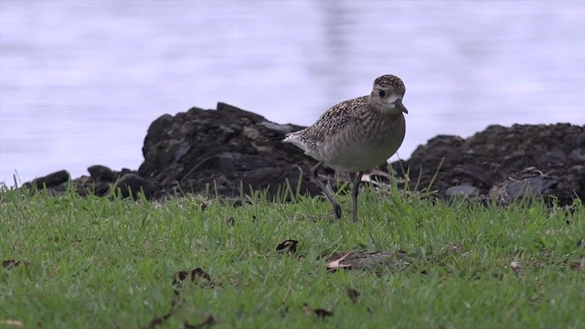 Pacific Golden-Plover - ML201673791