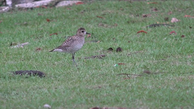 Pacific Golden-Plover - ML201673801