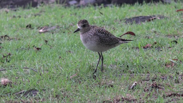 Pacific Golden-Plover - ML201673811