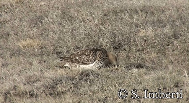 White-bellied Seedsnipe - ML201674111