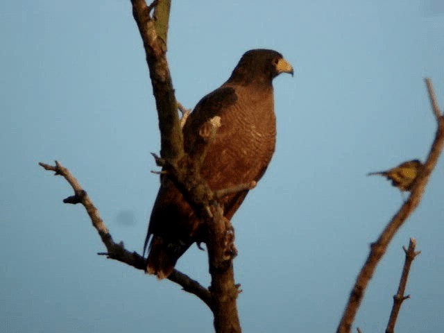 Rufous Crab Hawk - ML201674471