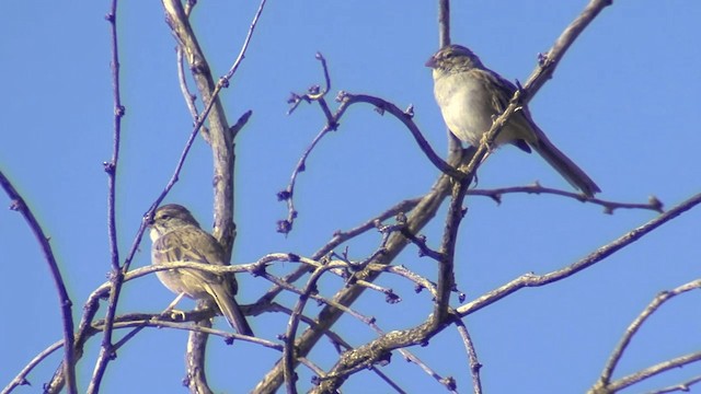 Rufous-winged Sparrow - ML201674511