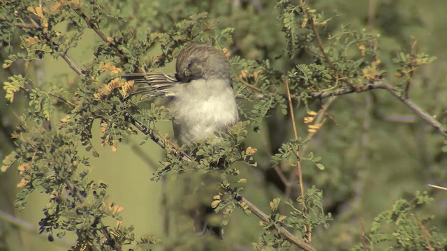 Rufous-winged Sparrow - ML201674521