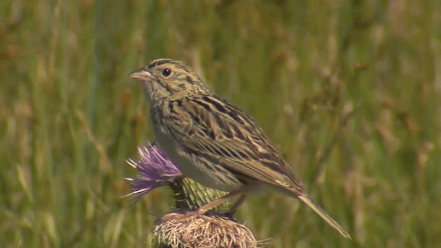 Baird's Sparrow - ML201674531