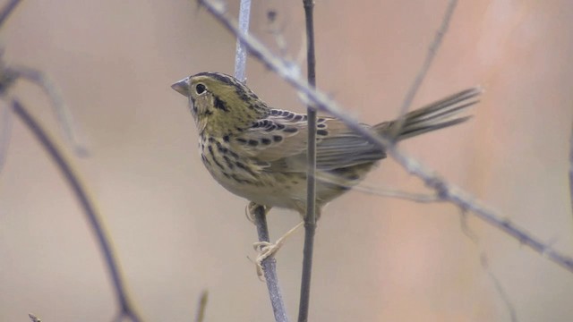 Henslow's Sparrow - ML201674541