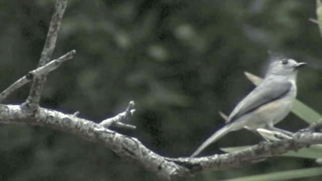 Black-crested Titmouse - ML201674561