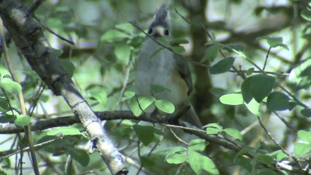 Mésange à plumet noir - ML201674571