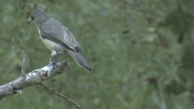 Mésange à plumet noir - ML201674581