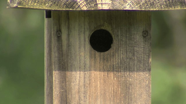 Black-crested Titmouse - ML201674591