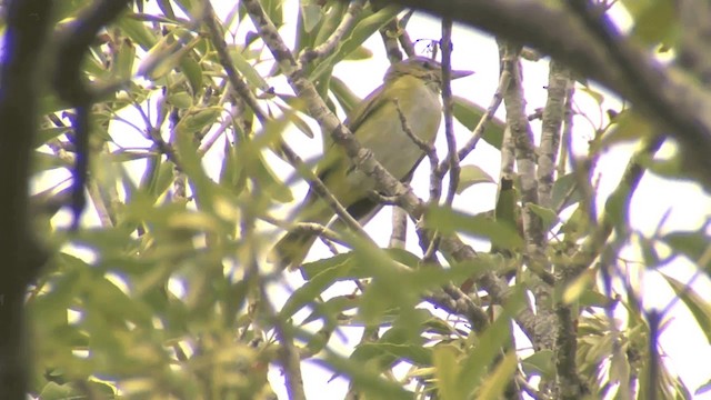 Vireo Verdiamarillo - ML201674601