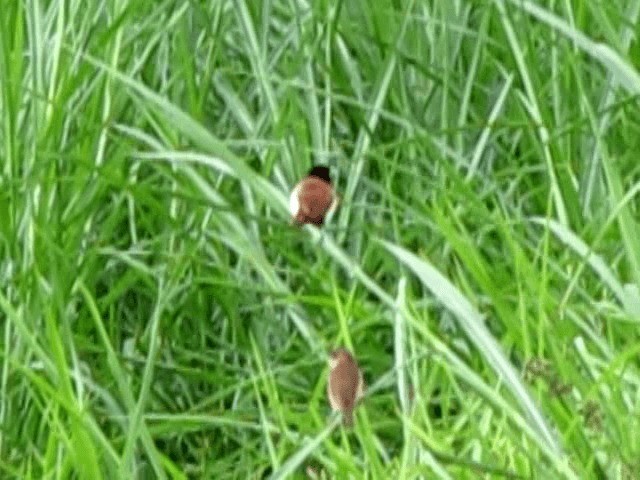 Tricolored Munia - ML201674651