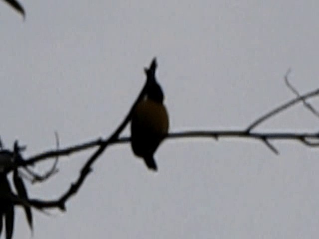 Yellow-backed Oriole - ML201674681