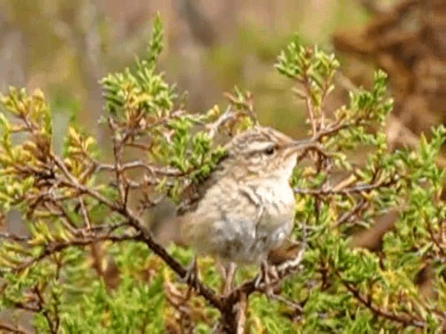 Grass Wren - ML201674691