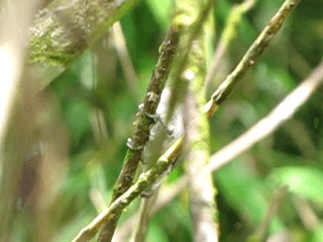 Grayish Piculet - ML201674701