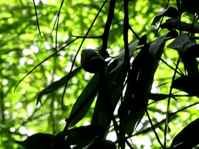 Grayish Piculet - ML201674711