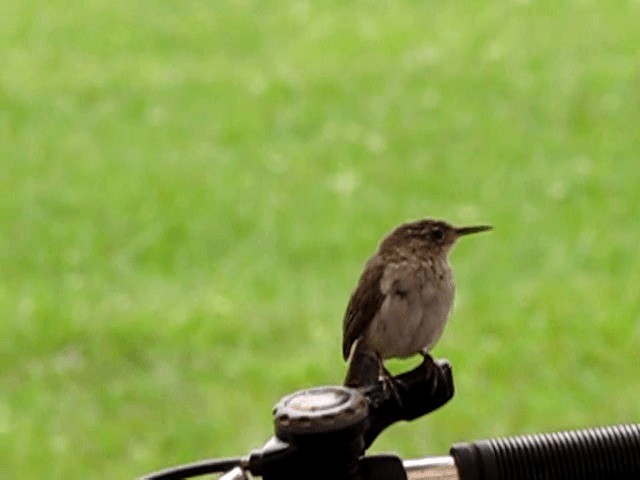Southern House Wren - ML201674721