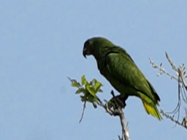 キソデボウシインコ - ML201674731