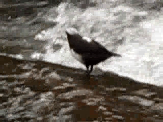 White-capped Dipper - ML201674741