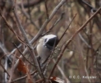 Black-capped Chickadee - ML201674821