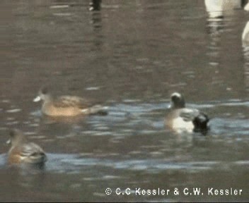 American Wigeon - ML201674831