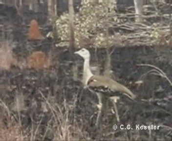 Australian Bustard - ML201674841