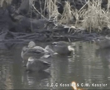 American Black Duck - ML201674851