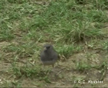 Junco Ojioscuro (hyemalis/carolinensis) - ML201674861