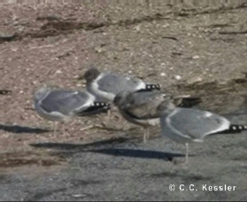 Herring Gull (American) - ML201674911