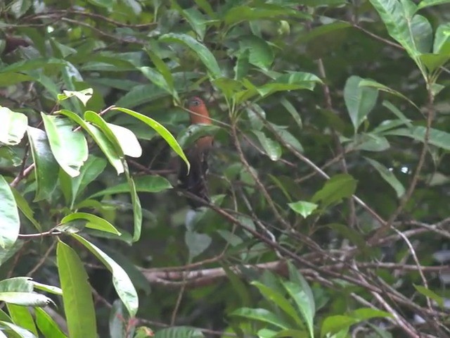 Raffleskuckuck - ML201675091