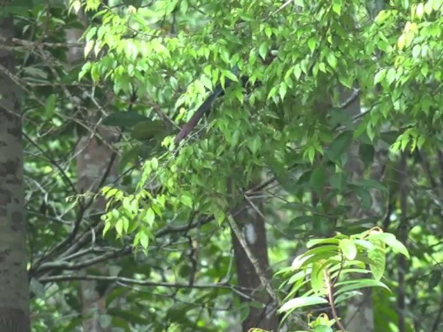 kukačka indonéská - ML201675101