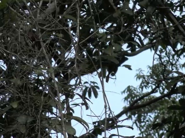 kukačka indonéská - ML201675111