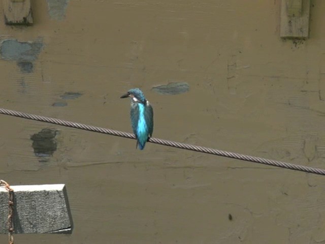 Common Kingfisher (Common) - ML201675141