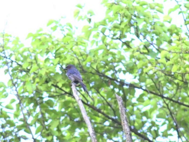 Ashy Drongo (Blackish) - ML201675191