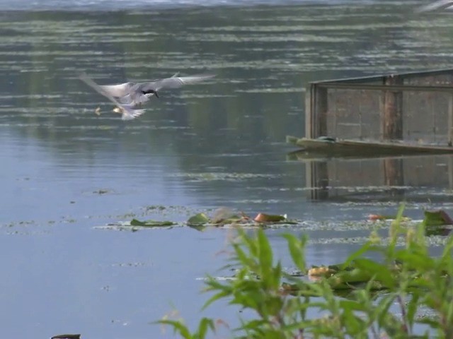 Whiskered Tern - ML201675201