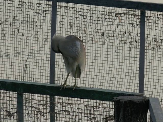 Indian Pond-Heron - ML201675211