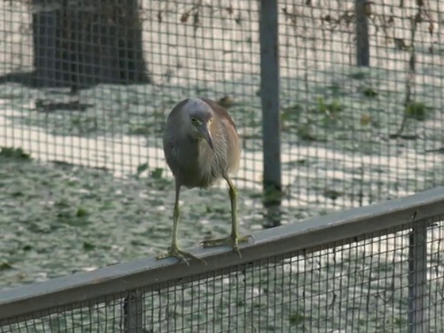 Indian Pond-Heron - ML201675221