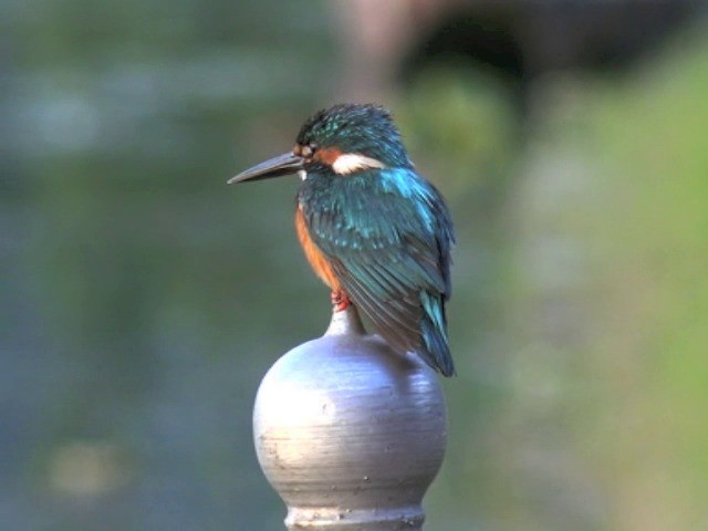 Common Kingfisher - ML201675231