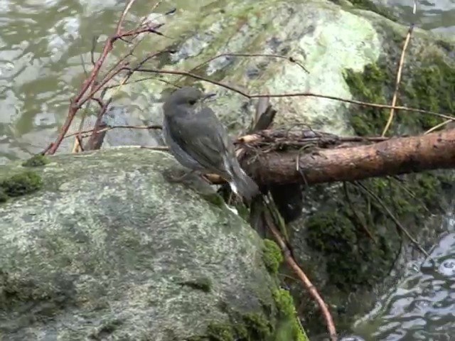 Plumbeous Redstart - ML201675291