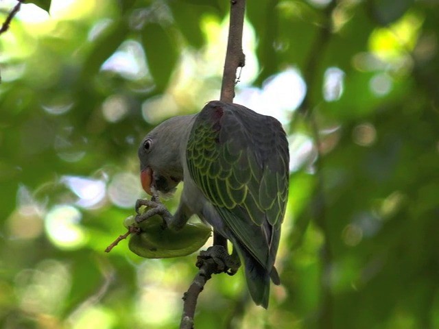 Blue-rumped Parrot - ML201675301