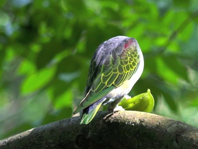 Красноплечий попугай - ML201675311