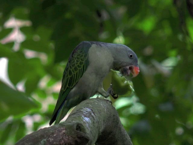 Blue-rumped Parrot - ML201675321