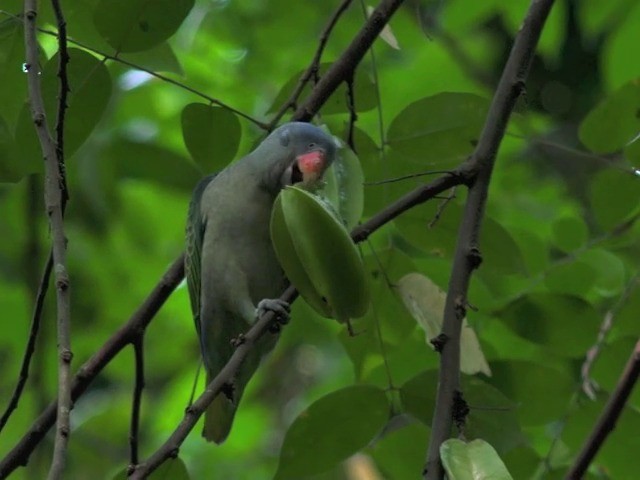 Blue-rumped Parrot - ML201675331