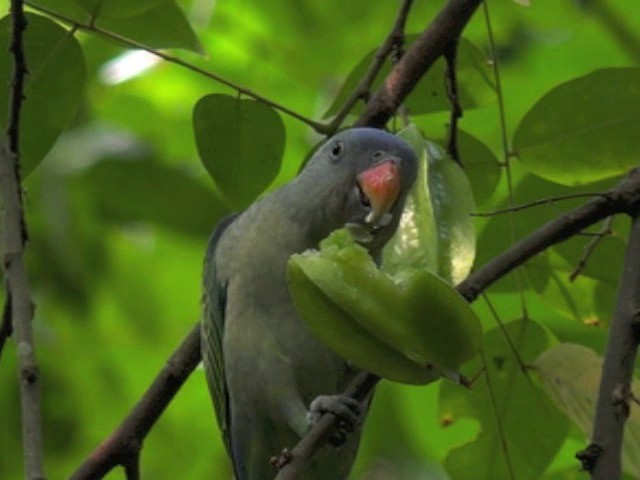 Blue-rumped Parrot - ML201675341